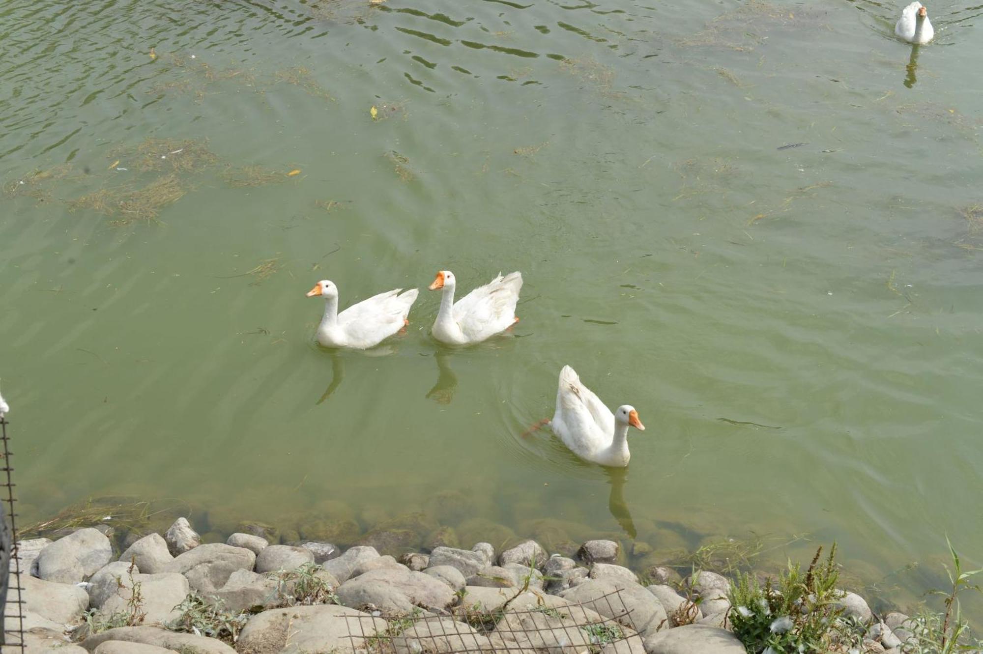 Karna Lake Tourist Resort Karnāl Esterno foto